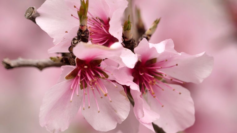 Almond blossom in the walled garden at Parke